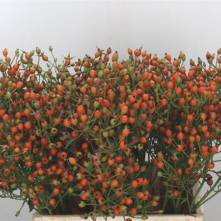 Rose Hips Magical Miracle