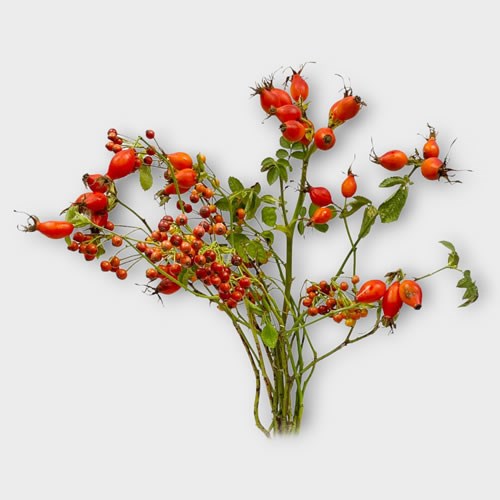 Rose Hips - Mixed Bunch