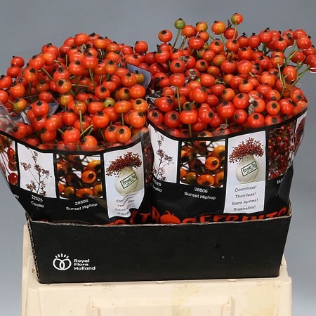 Rose Hips Red Fruitilia