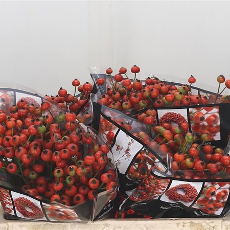 Rose Hips Red Fruitilia