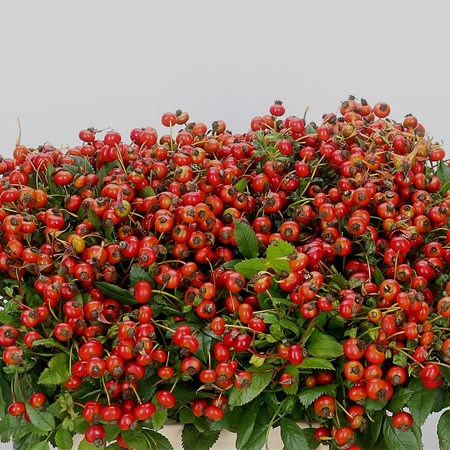 Rose Hips Red Hooijdonk