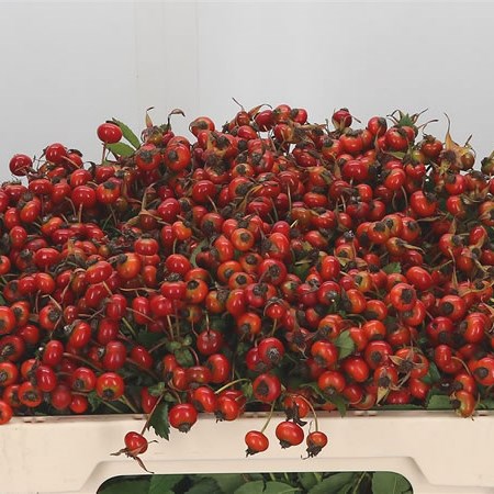 Rose Hips Red Hooijdonk