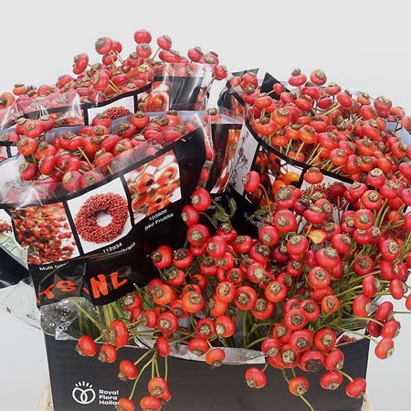 Rose Hips Sensational Fantasy