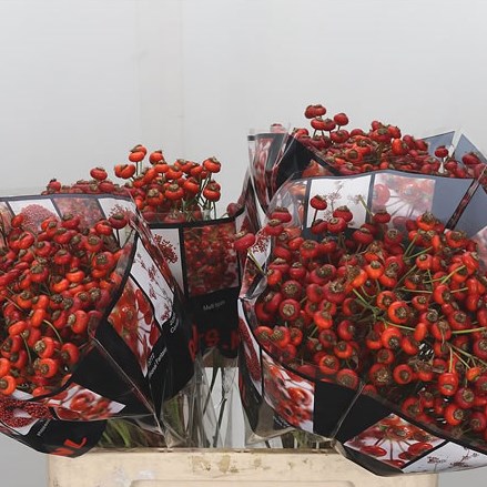 Rose Hips Sensational Fantasy
