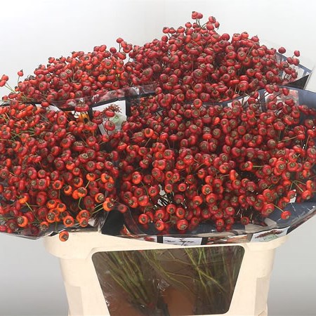 Rose Hips Sensational Fantasy