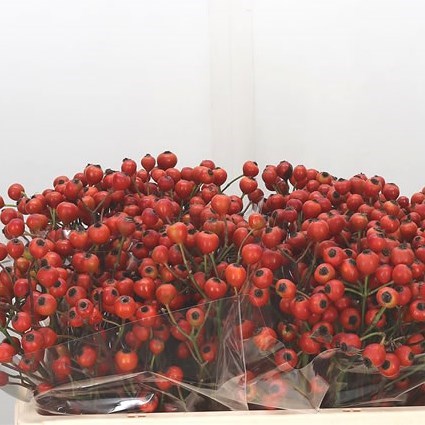Rose Hips Shikiras