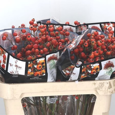 Rose Hips Shikiras