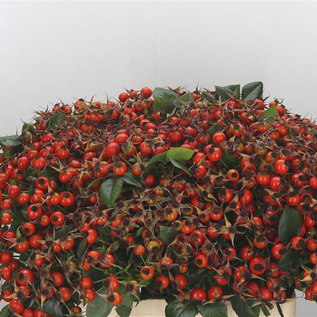 Rose Hips Tender Hip Hop