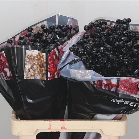 Rose Hips Waxed Black