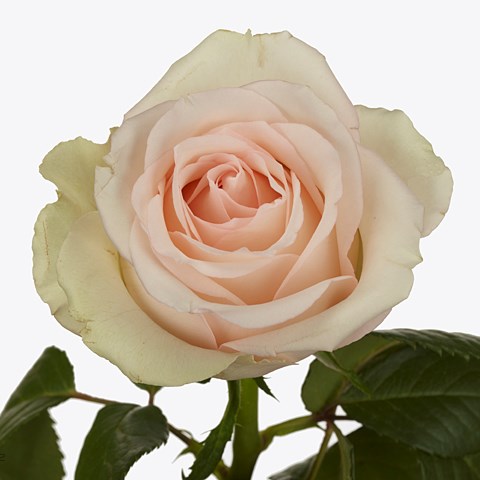 Rose Honolulu