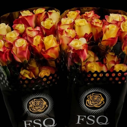 Rose Hot Merengue (Ecuador Large Heads)