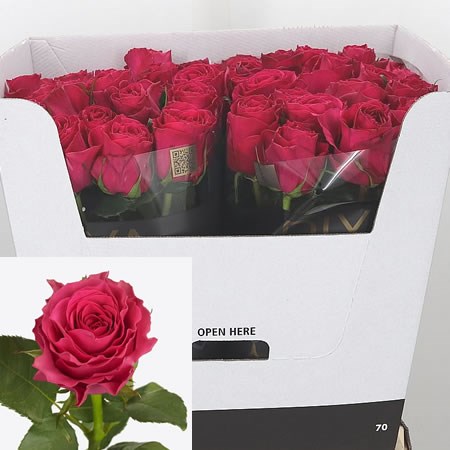 Rose Hotspot
