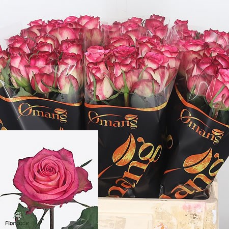 Rose Imagination