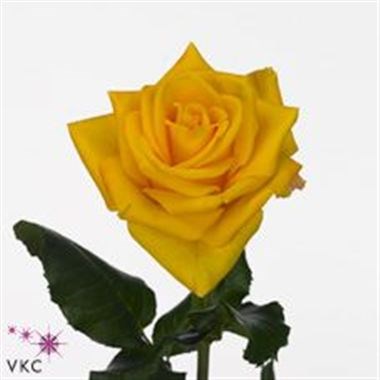 ROSE INTENSE40CM (SMALL HEADED)