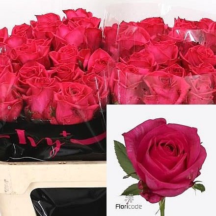 Rose Ivy