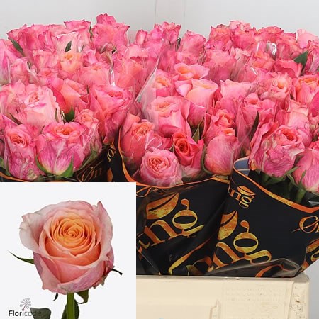 Rose Jabulani 60cm | Wholesale Dutch Flowers & Florist Supplies UK