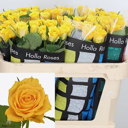 Rose Jackpot