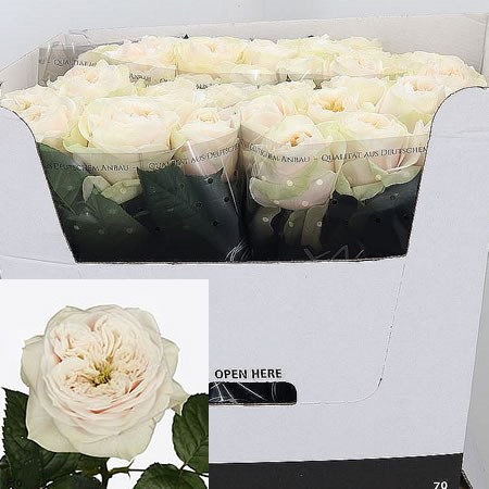 Rose Jillian