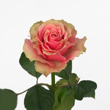 Rose Jolie