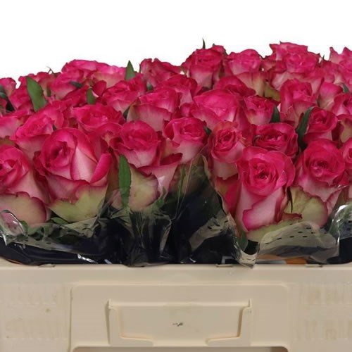 Rose Juicy
