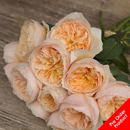 Rose Juliet by David Austin | David Austin Garden Roses | Triangle Nursery
