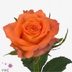 Rose Julischka