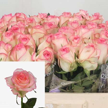 Rose Jumilia 50cm | Wholesale Dutch Flowers & Florist Supplies UK