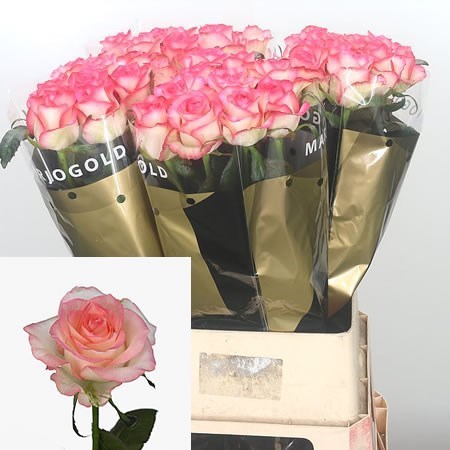 Rose Jumilia