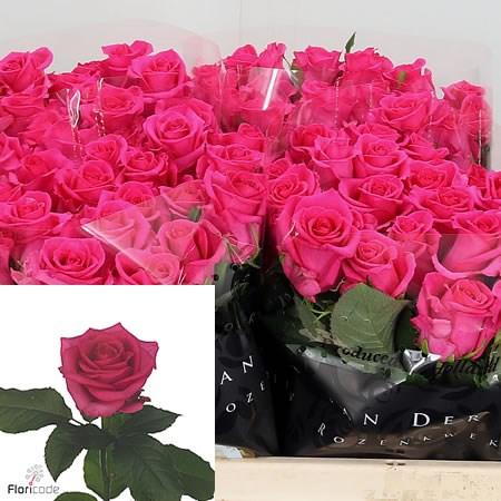 Rose Karenza