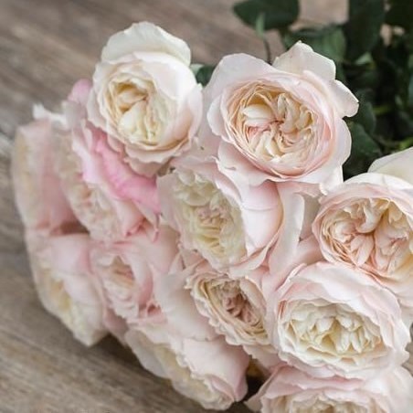 Rose Keira - David Austin 