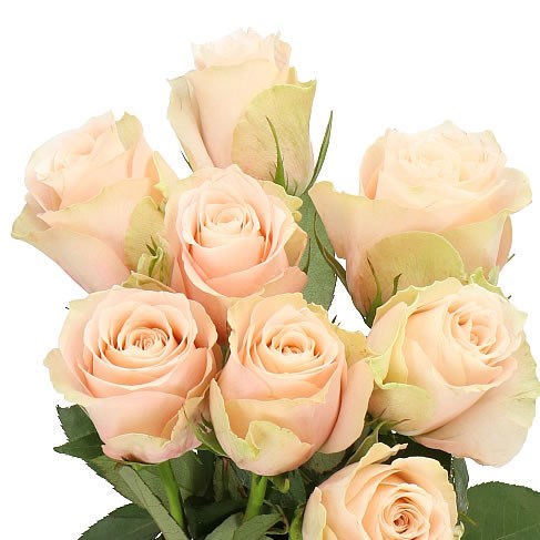 Rose Lady Cava