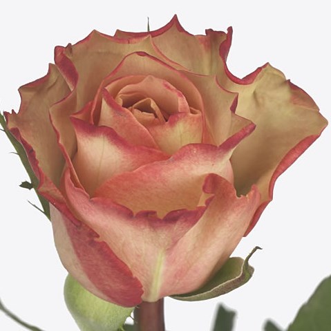 Rose Lady Like