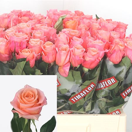 Rose Lady Margaret