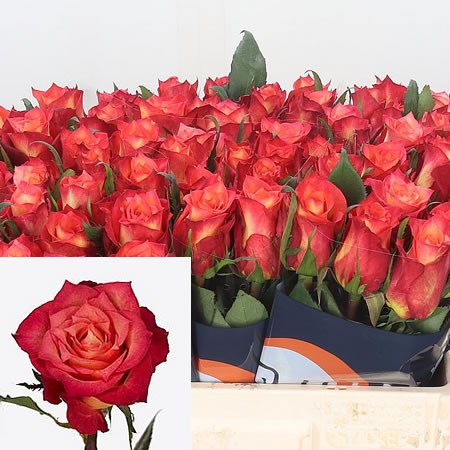 Rose Lampion