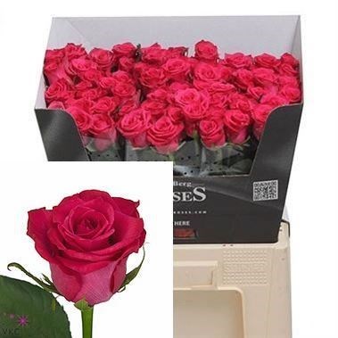 Rose Layla