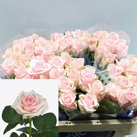 Rose lazise