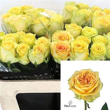 Rose Lemon Finess