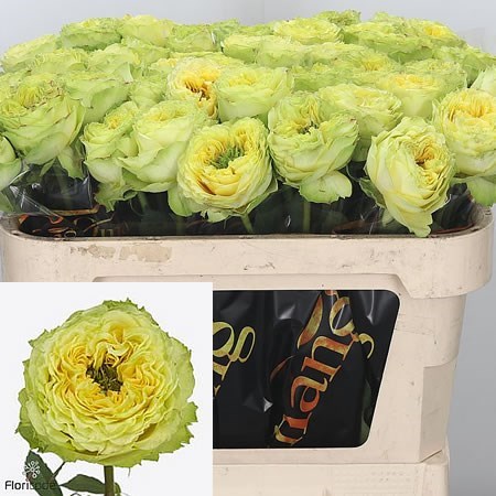 Rose Lemon Zeste