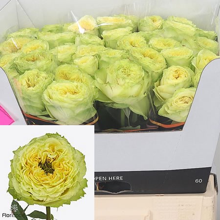 Rose Lemon Zeste