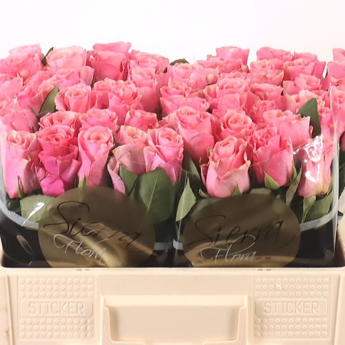 Rose Light Pink Tacazzi