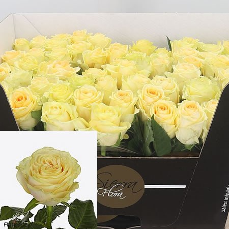 Rose Limonetti 60cm | Wholesale Dutch Flowers & Florist Supplies UK
