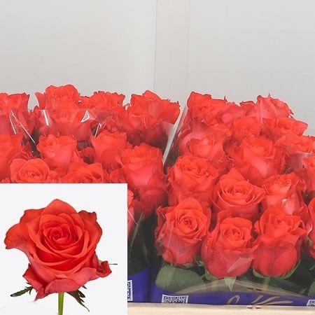 Rose Lizzy