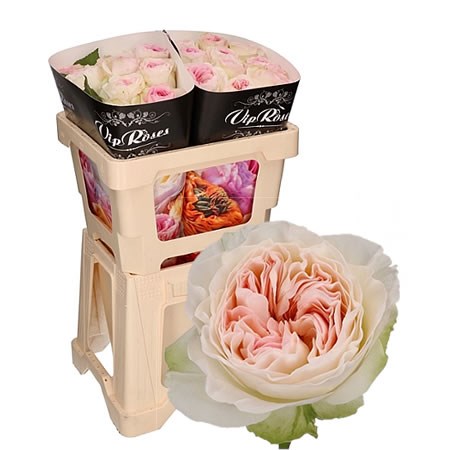 Rose Lorena Summerhouse