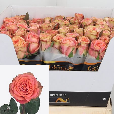 Rose Love Pearl 50cm | Wholesale Dutch Flowers & Florist Supplies UK