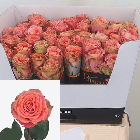 Rose Love Pearl 60cm | Wholesale Dutch Flowers & Florist Supplies UK