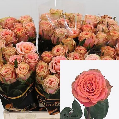 Rose Love Pearl