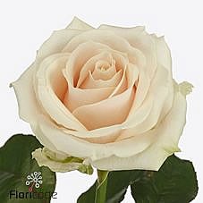 Rose Lovely Avalanche