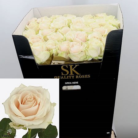 Rose Lovely Avalanche 90cm | Wholesale Dutch Flowers & Florist Supplies UK