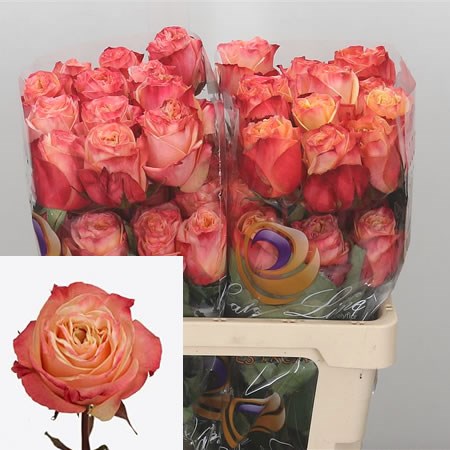 Rose Lovely Hearts (Ecuador)