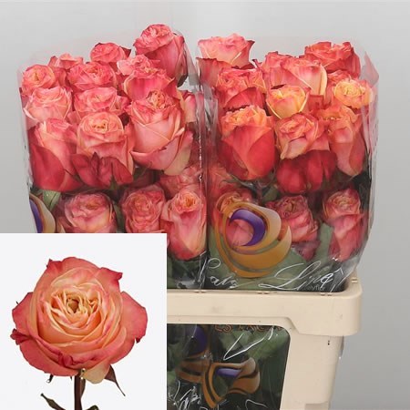 Rose Lovely Hearts (Ecuador)